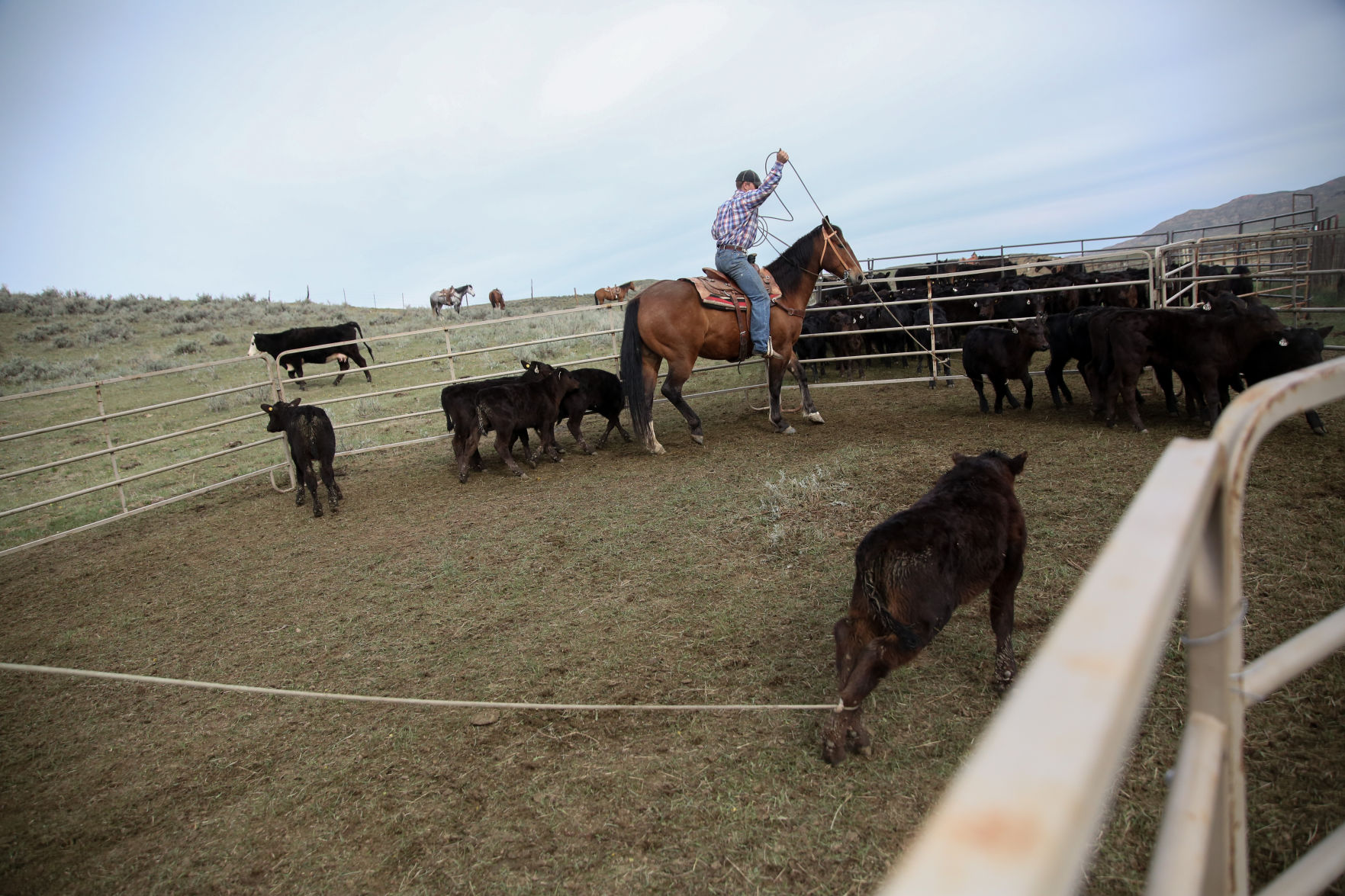 Sheridan Cattle Branding